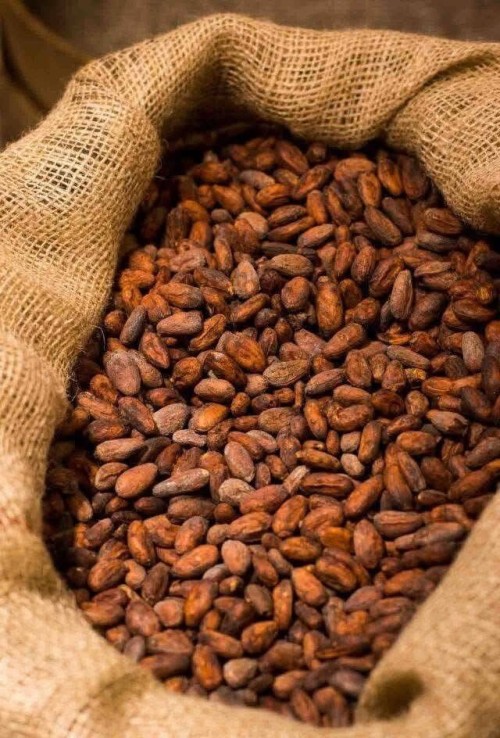 Quality export standard Cocoa beans