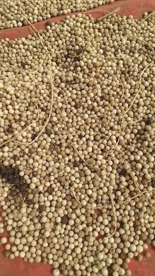 Organic White Pepper Premium Quality Fresh Ground White Pepper Spice